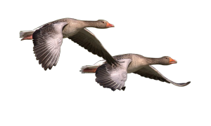 wild-goose-1643084_1280